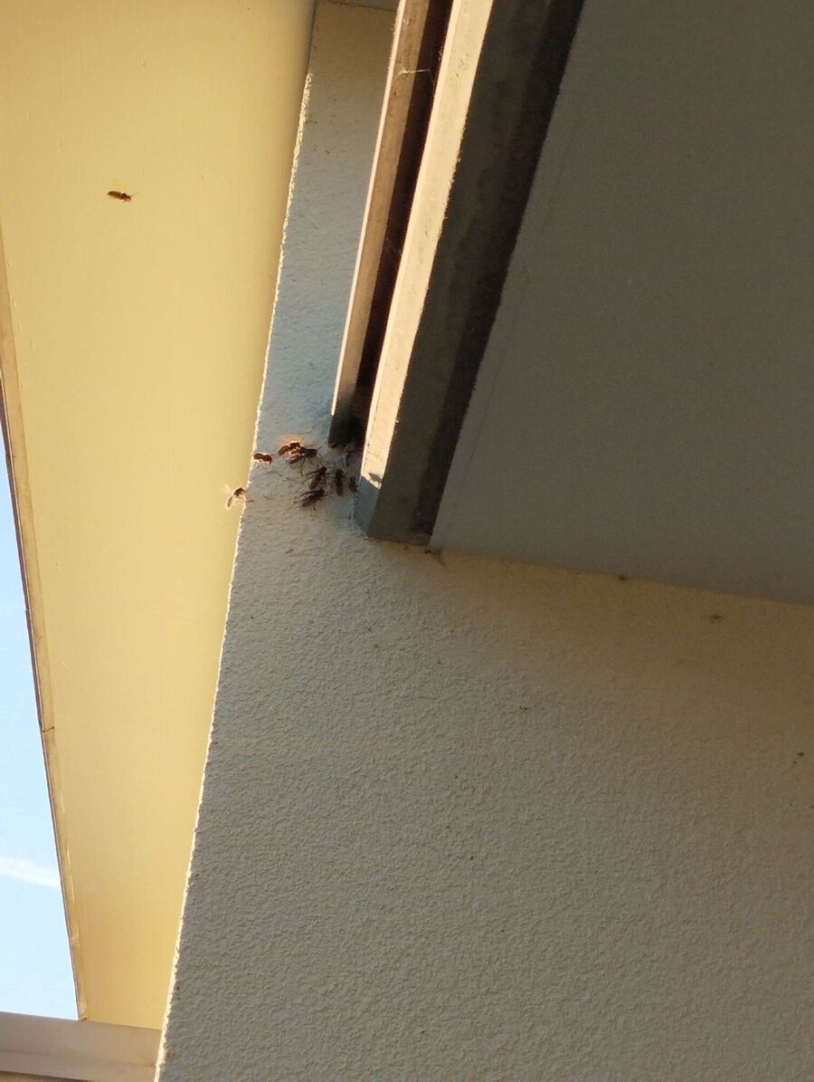  Bienennest entfernen.jpeg