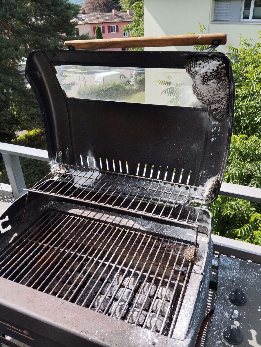 Bienen umsiedeln &  Bienennest entfernen 