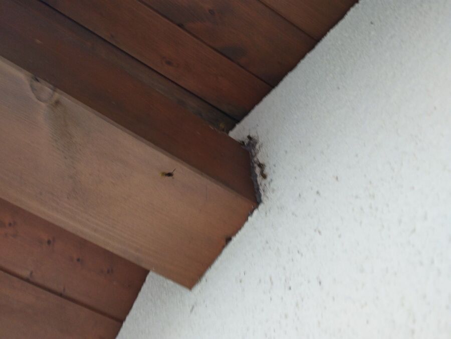  Bienennest entfernen.jpeg