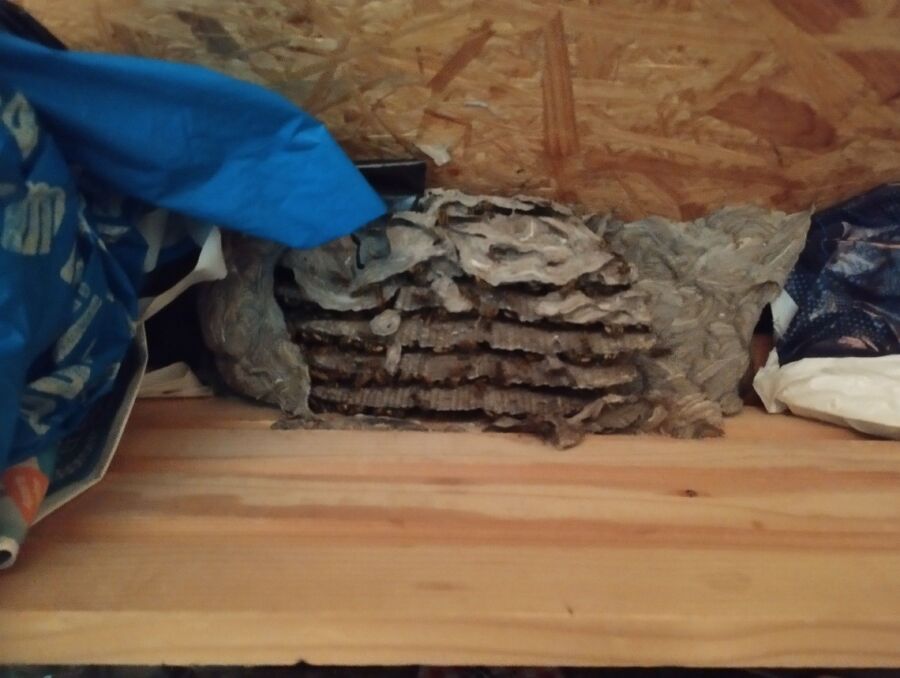  Bienennest entfernen