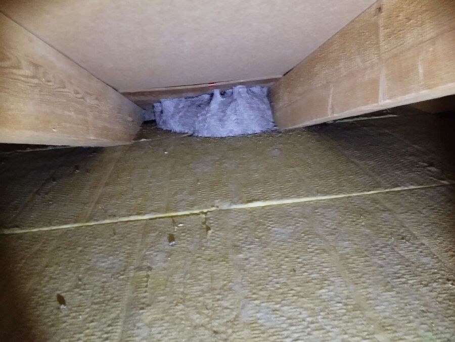 Bienen umsiedeln &  Bienennest entfernen 