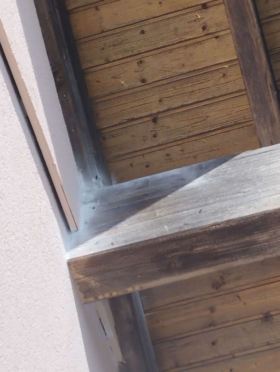 Bienen umsiedeln &  Bienennest entfernen 