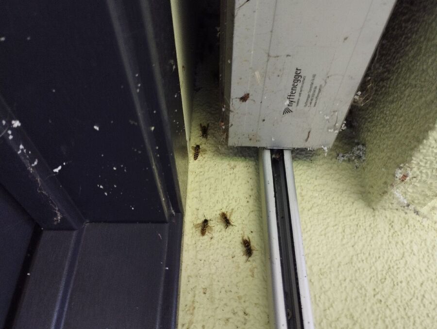 Bienen umsiedeln &  Bienennest entfernen 