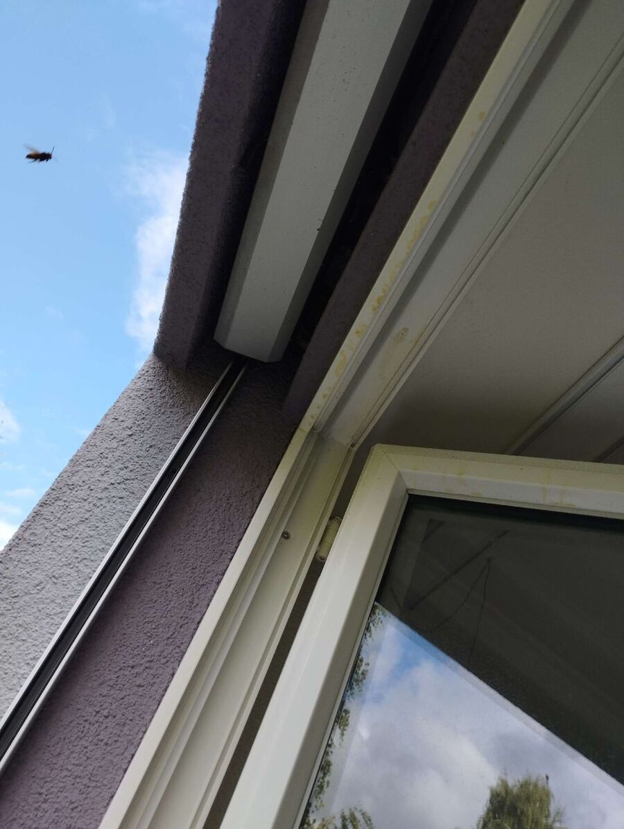 Bienen umsiedeln &  Bienennest entfernen 