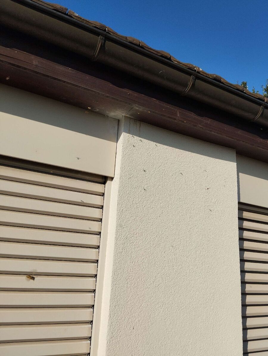 Bienen umsiedeln &  Bienennest entfernen 