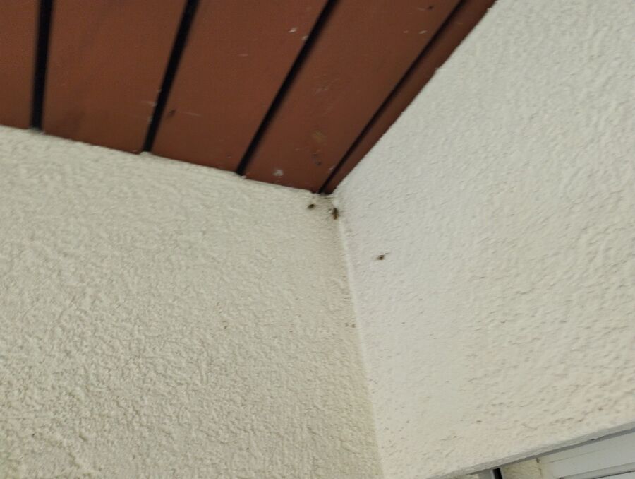 Bienen umsiedeln &  Bienennest entfernen 