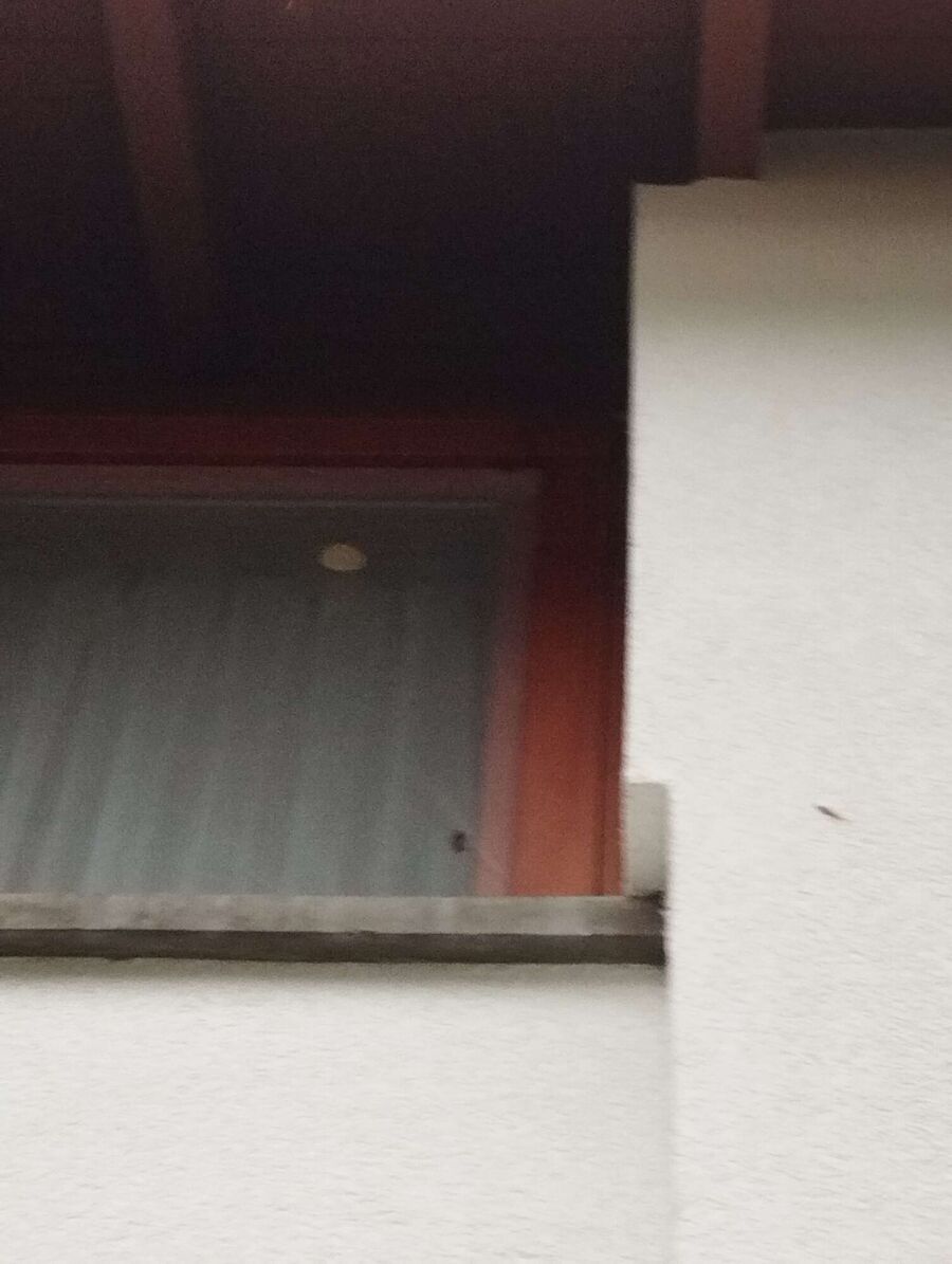  Bienennest entfernen.jpeg