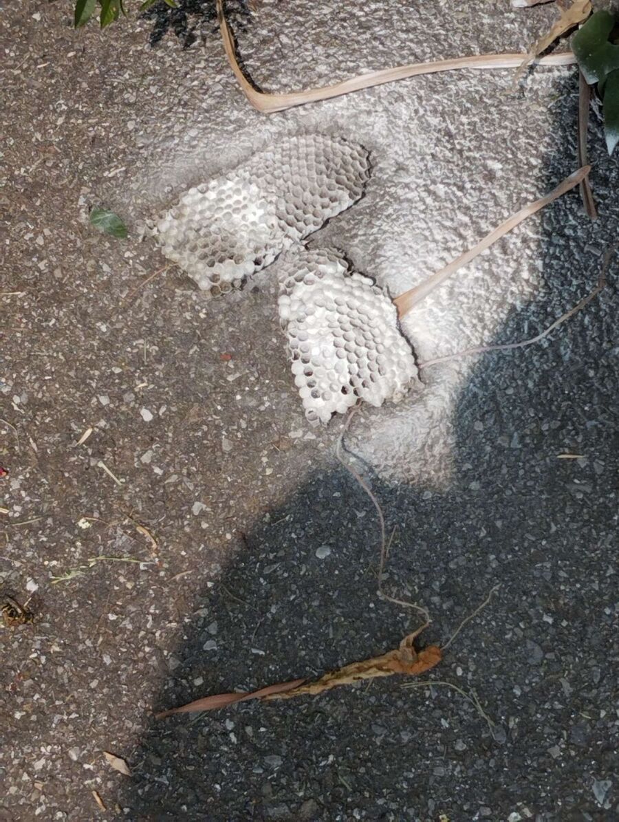 Bienen umsiedeln &  Bienennest entfernen 