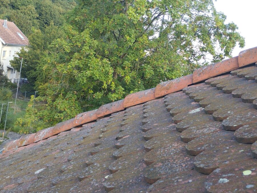  Bienennest entfernen