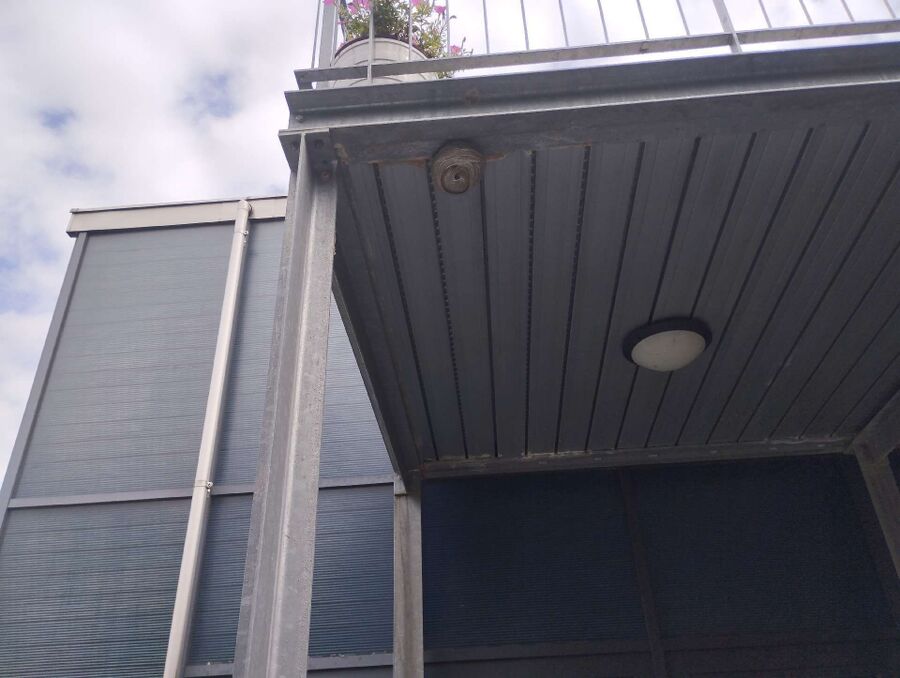  Bienennest entfernen.jpeg