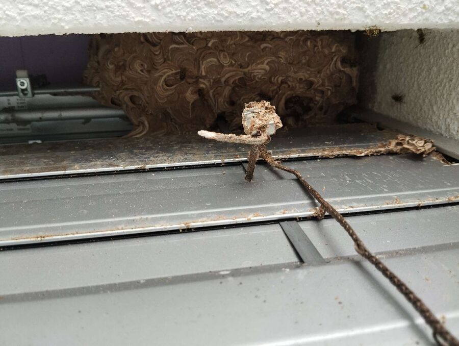  Bienennest entfernen.jpeg