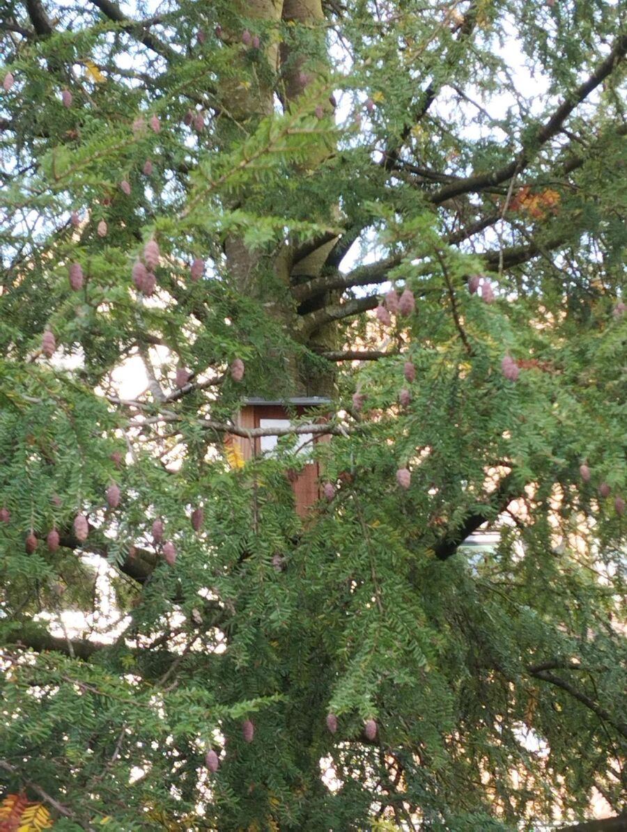 Bienen umsiedeln &  Bienennest entfernen 