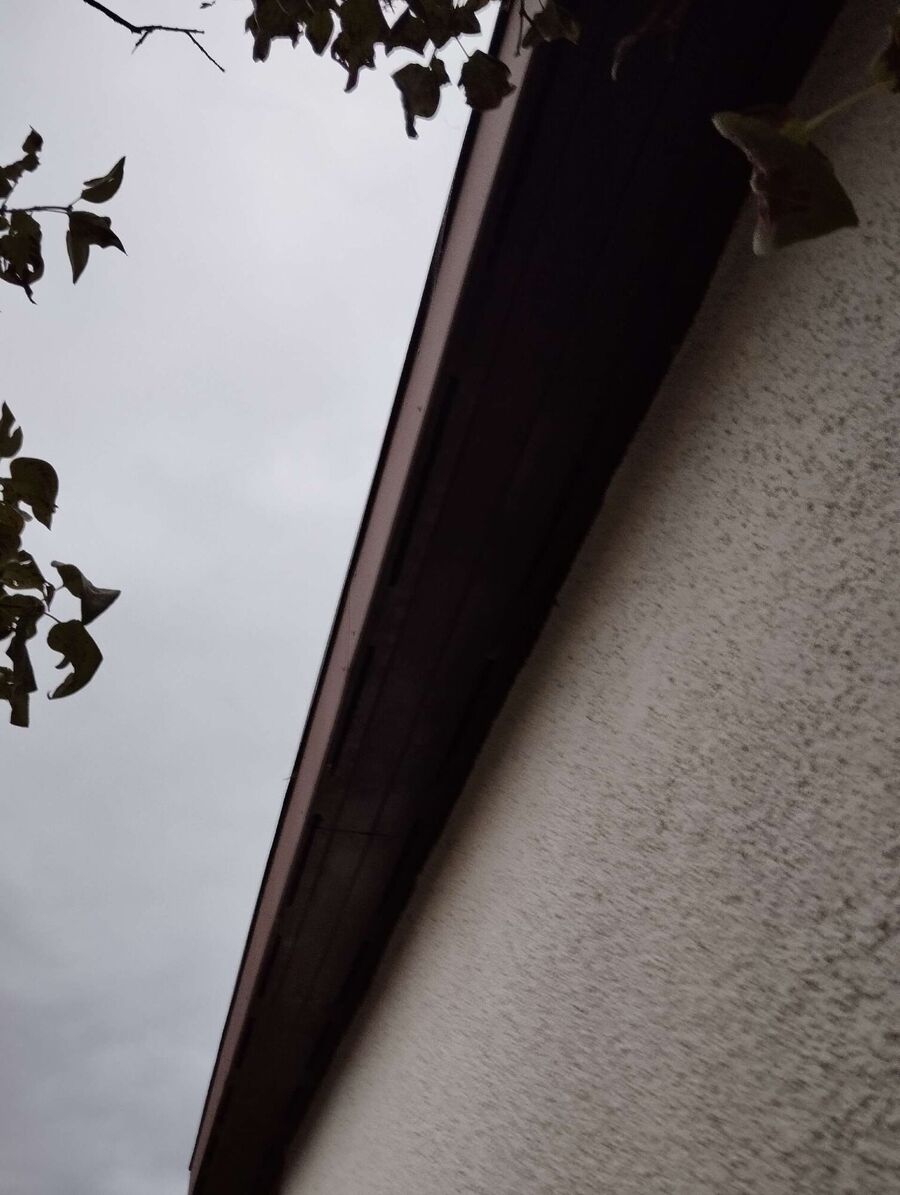  Bienennest entfernen.jpeg