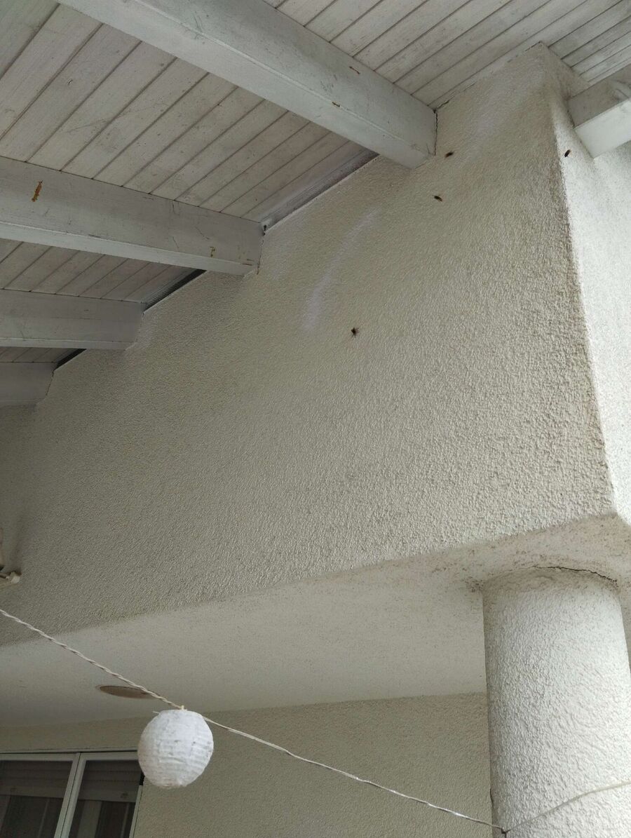  Bienennest entfernen