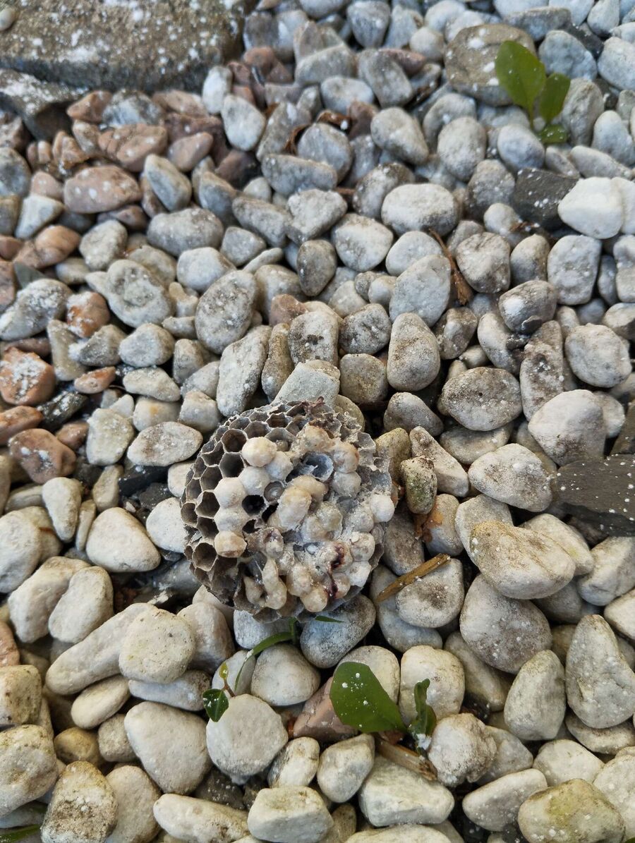 Bienen umsiedeln &  Bienennest entfernen 
