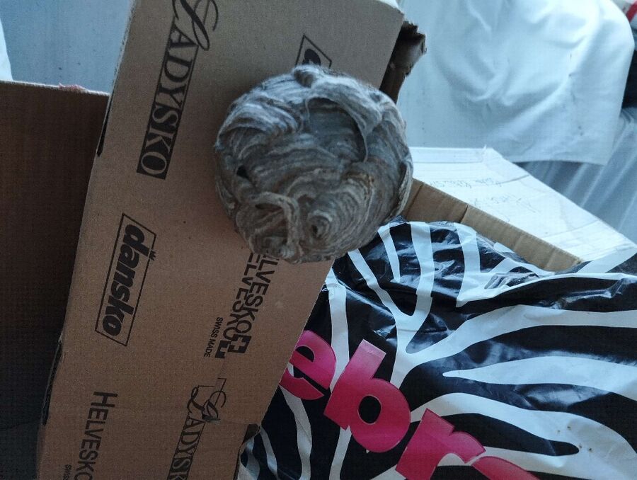  Bienennest entfernen.jpeg