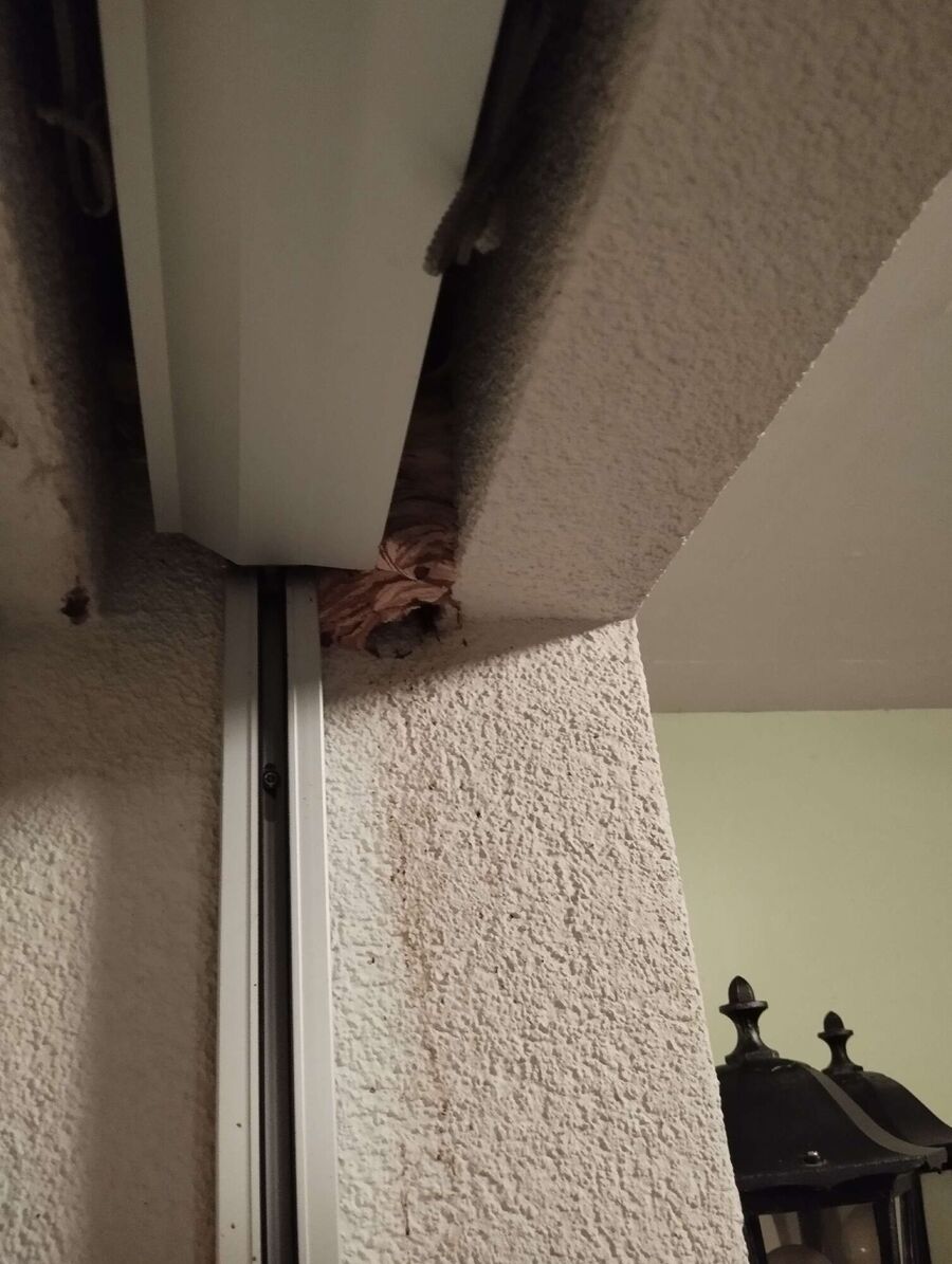  Bienennest entfernen.jpeg