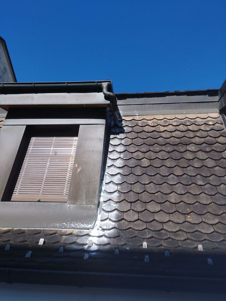  Bienennest entfernen