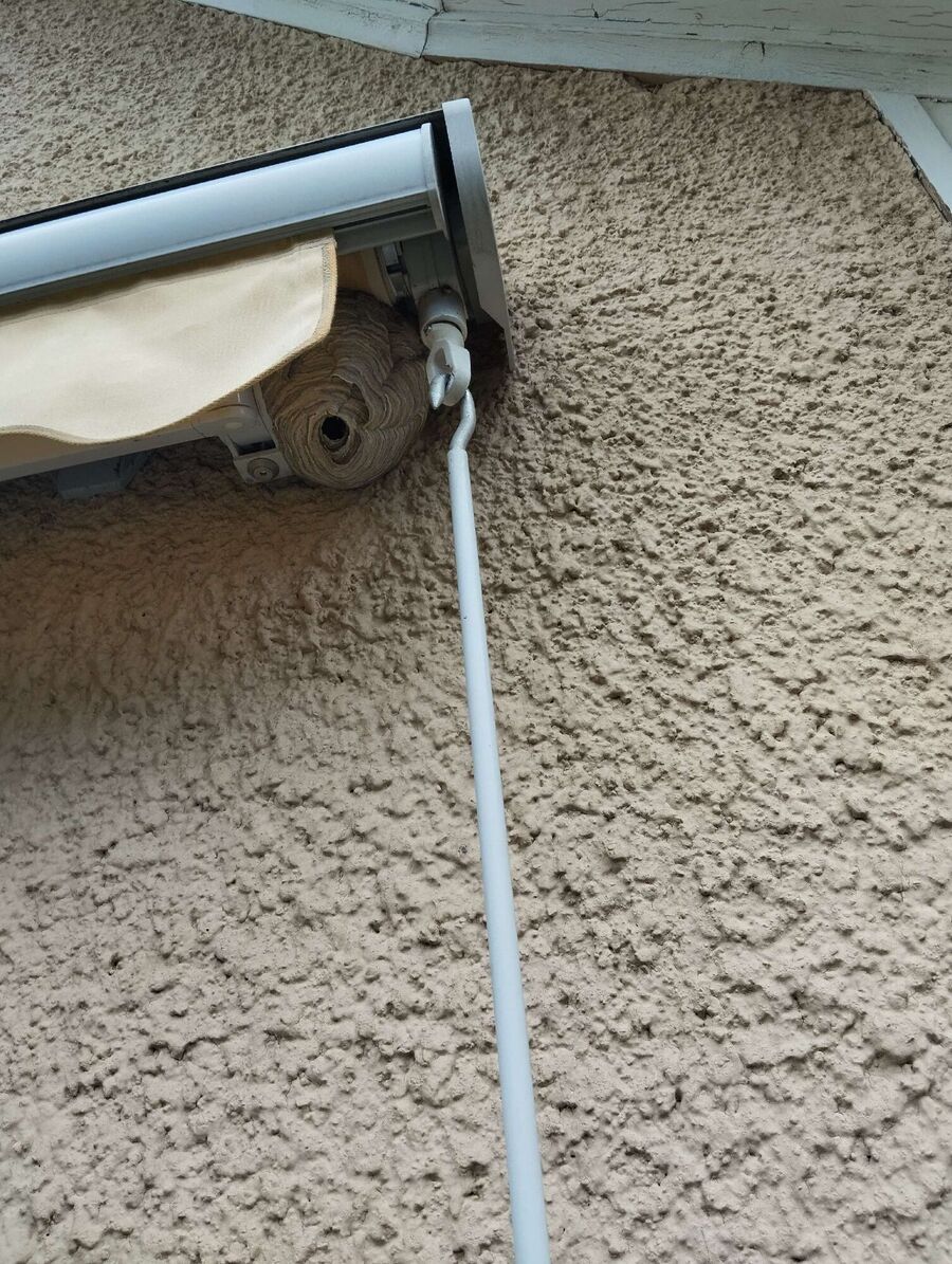  Bienennest entfernen