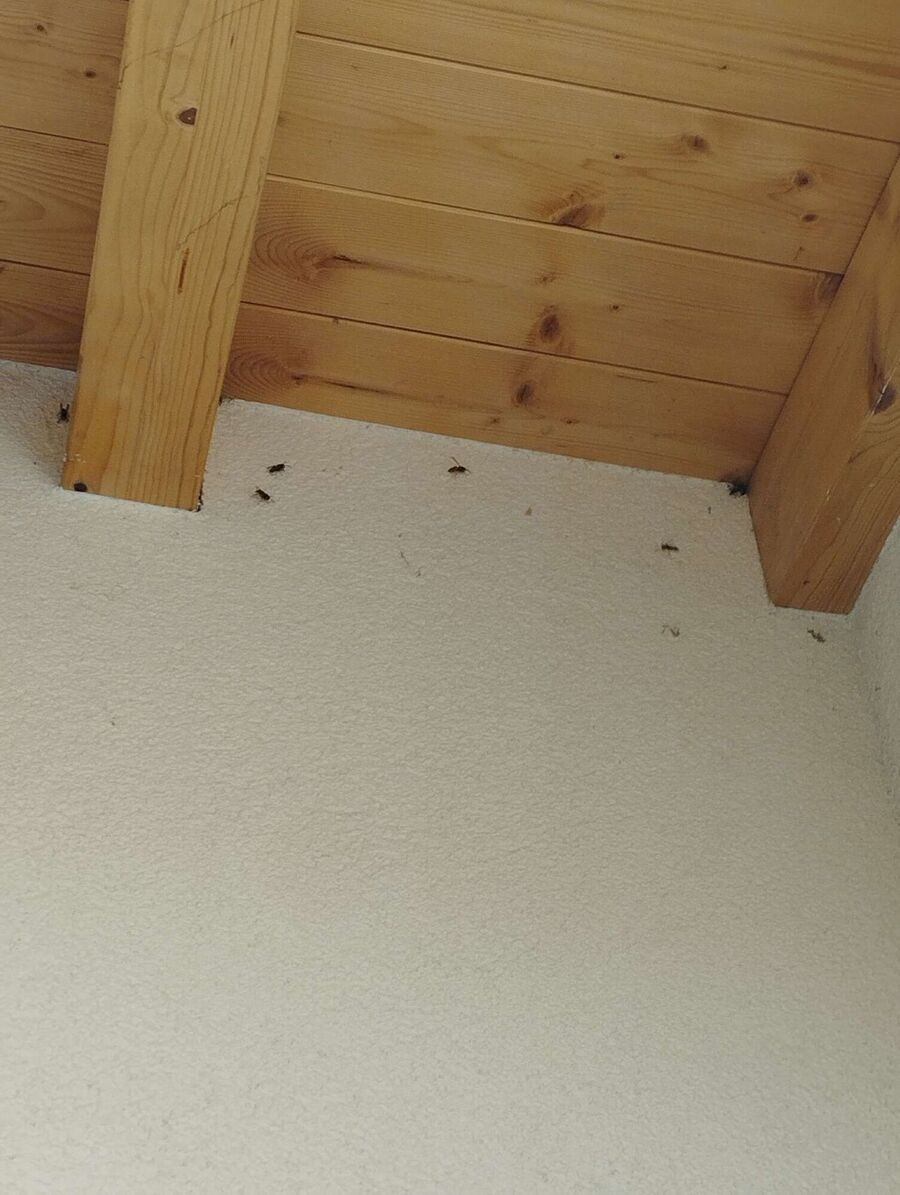 Bienen umsiedeln &  Bienennest entfernen 