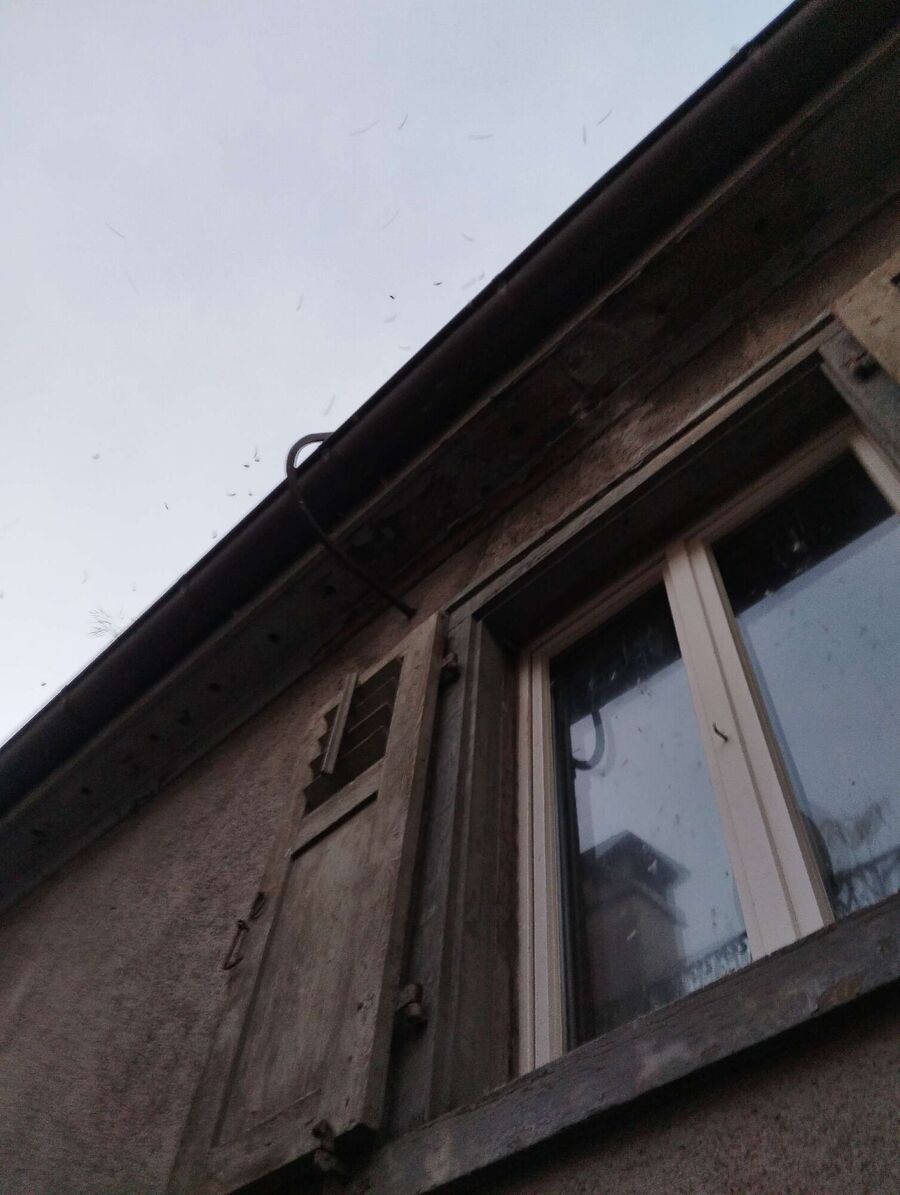  Bienennest entfernen.jpeg