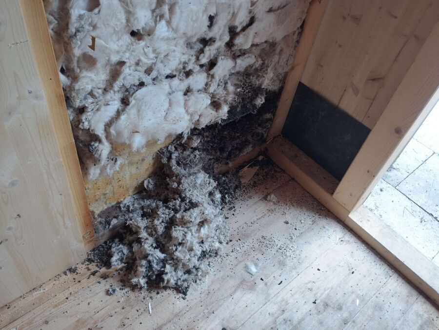 Bienen umsiedeln &  Bienennest entfernen 