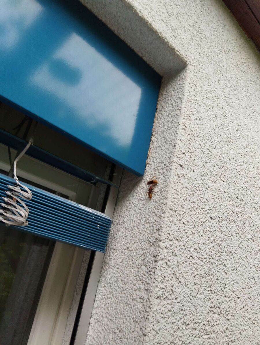 Bienen umsiedeln &  Bienennest entfernen 