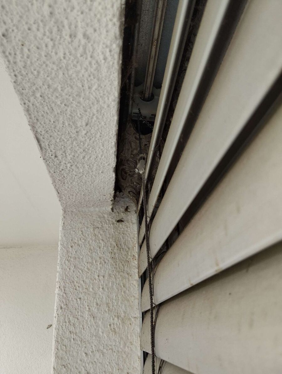  Bienennest entfernen.jpeg