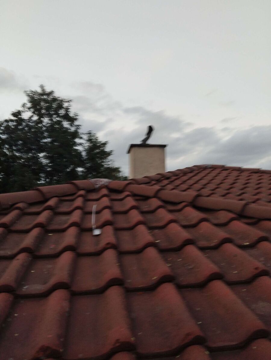 Bienen umsiedeln &  Bienennest entfernen 