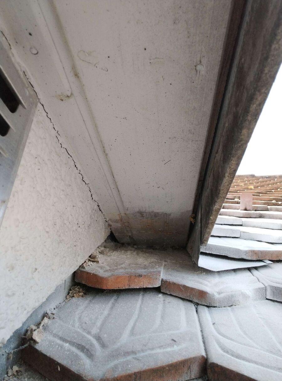  Bienennest entfernen.jpeg