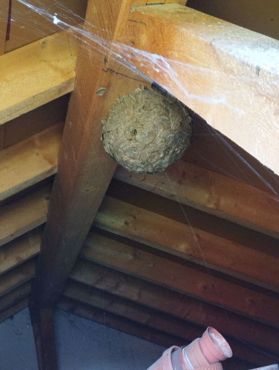 bienennest-am-haus-entfernen.jpg