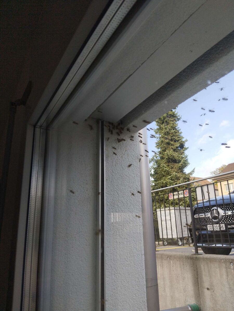  Bienennest entfernen