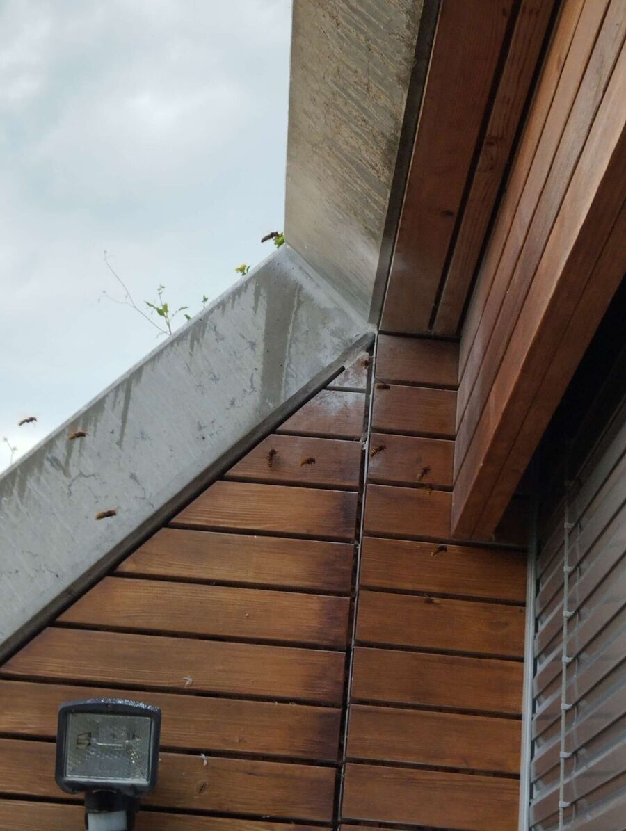  Bienennest entfernen