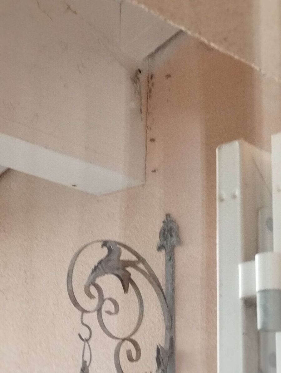  Bienennest entfernen.jpeg