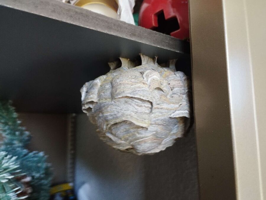  Bienennest entfernen