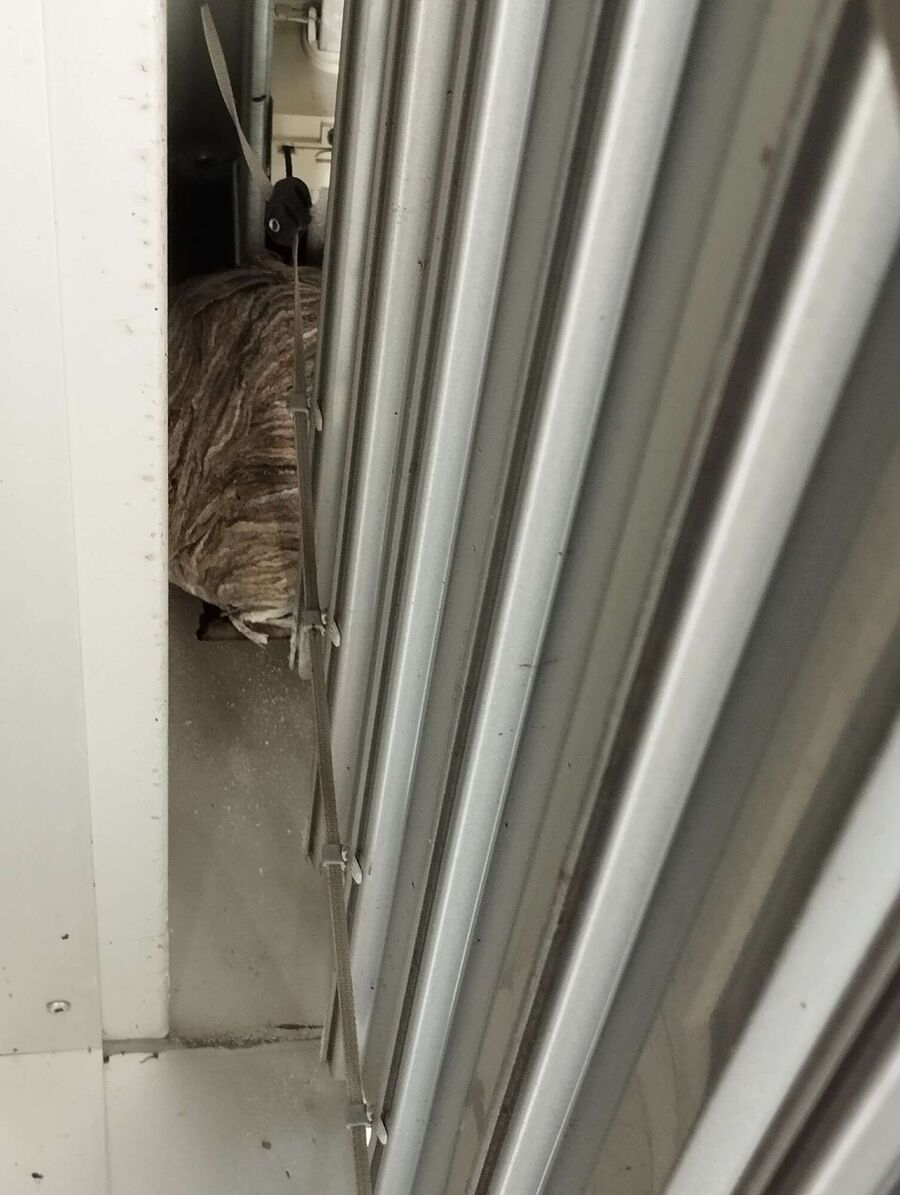  Bienennest entfernen