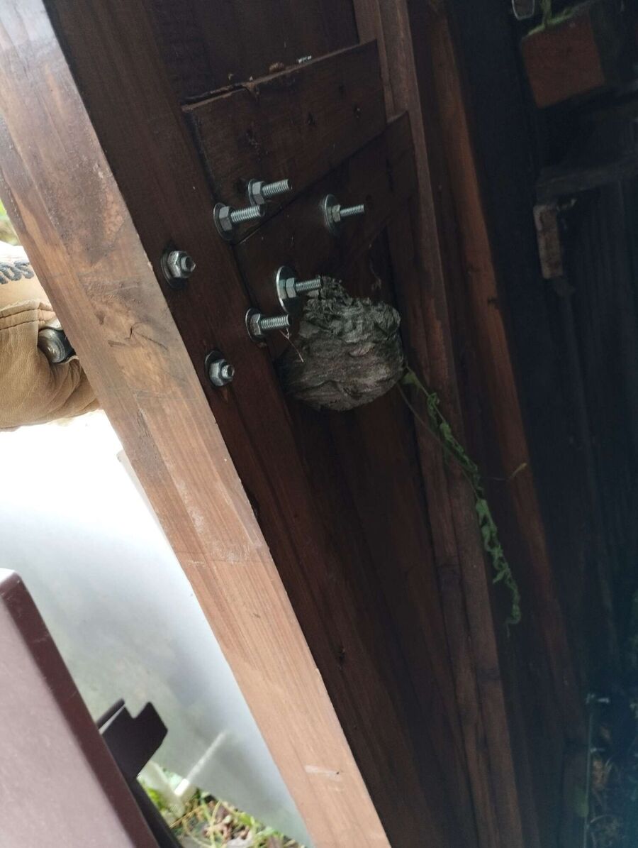  Bienennest entfernen