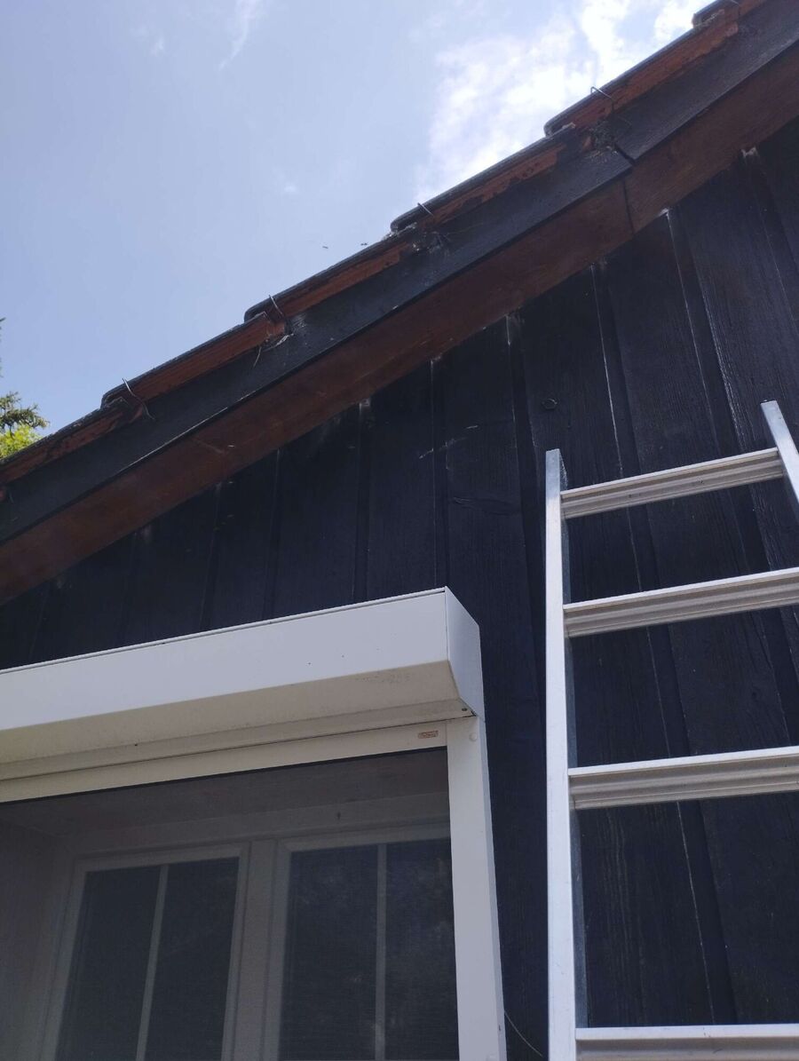  Bienennest entfernen