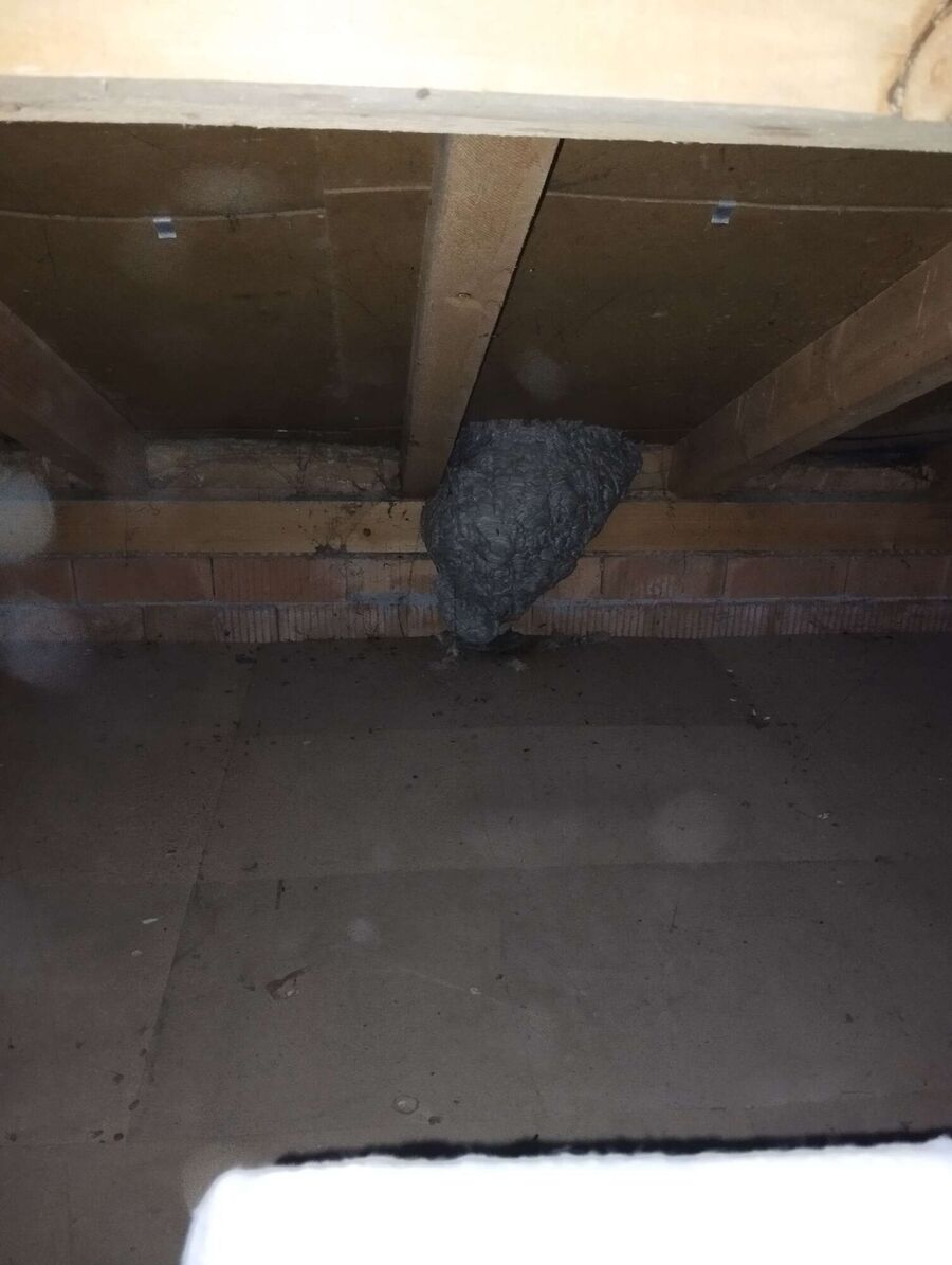 Bienen umsiedeln &  Bienennest entfernen 