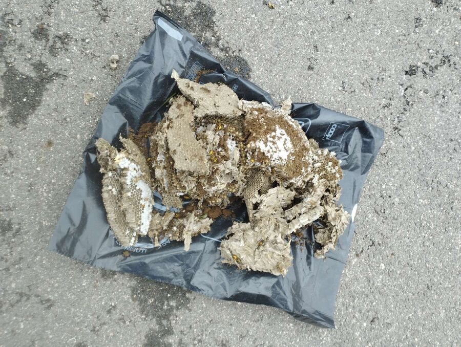 Bienen umsiedeln &  Bienennest entfernen 