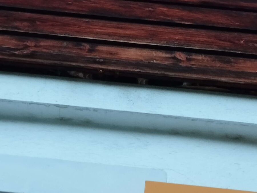  Bienennest entfernen