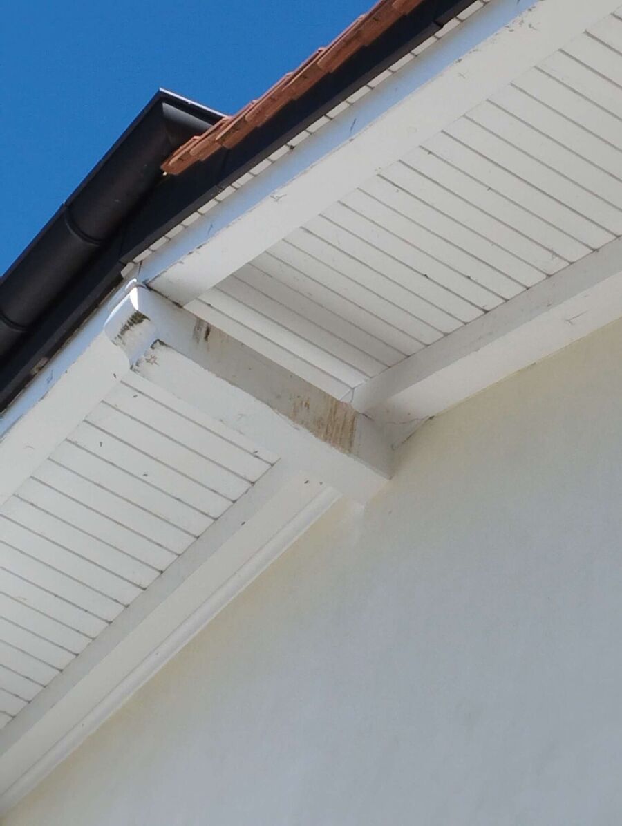  Bienennest entfernen.jpeg