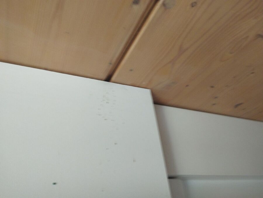 Bienen umsiedeln &  Bienennest entfernen 