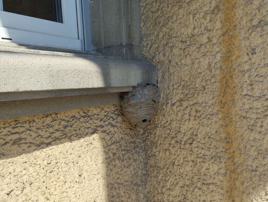  Bienennest entfernen.jpeg