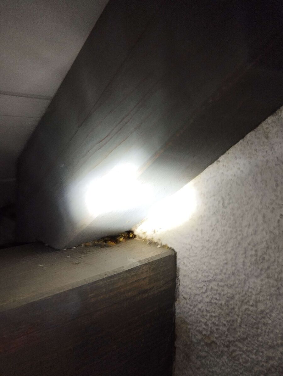 Bienen umsiedeln &  Bienennest entfernen 