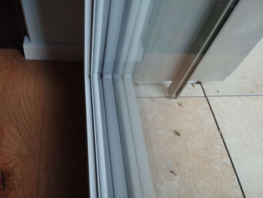  Bienennest entfernen.jpeg