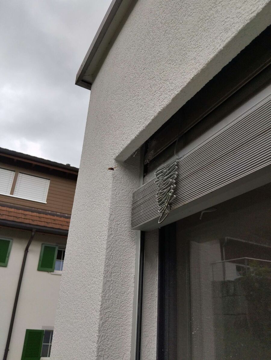  Bienennest entfernen.jpeg