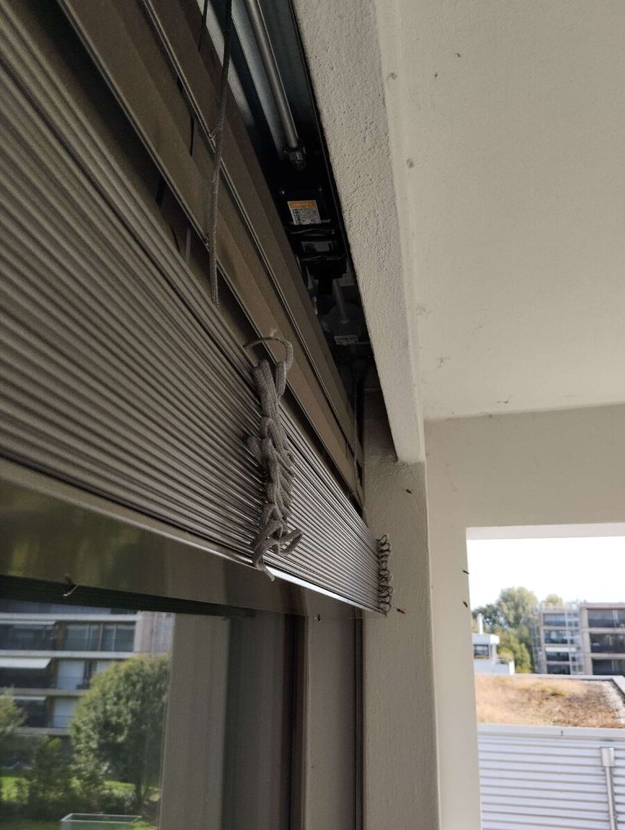  Bienennest entfernen.jpeg