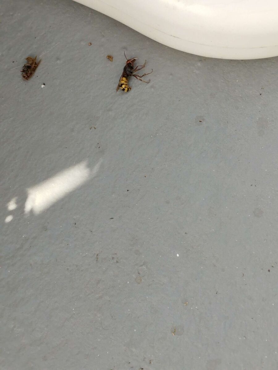  Bienennest entfernen.jpeg