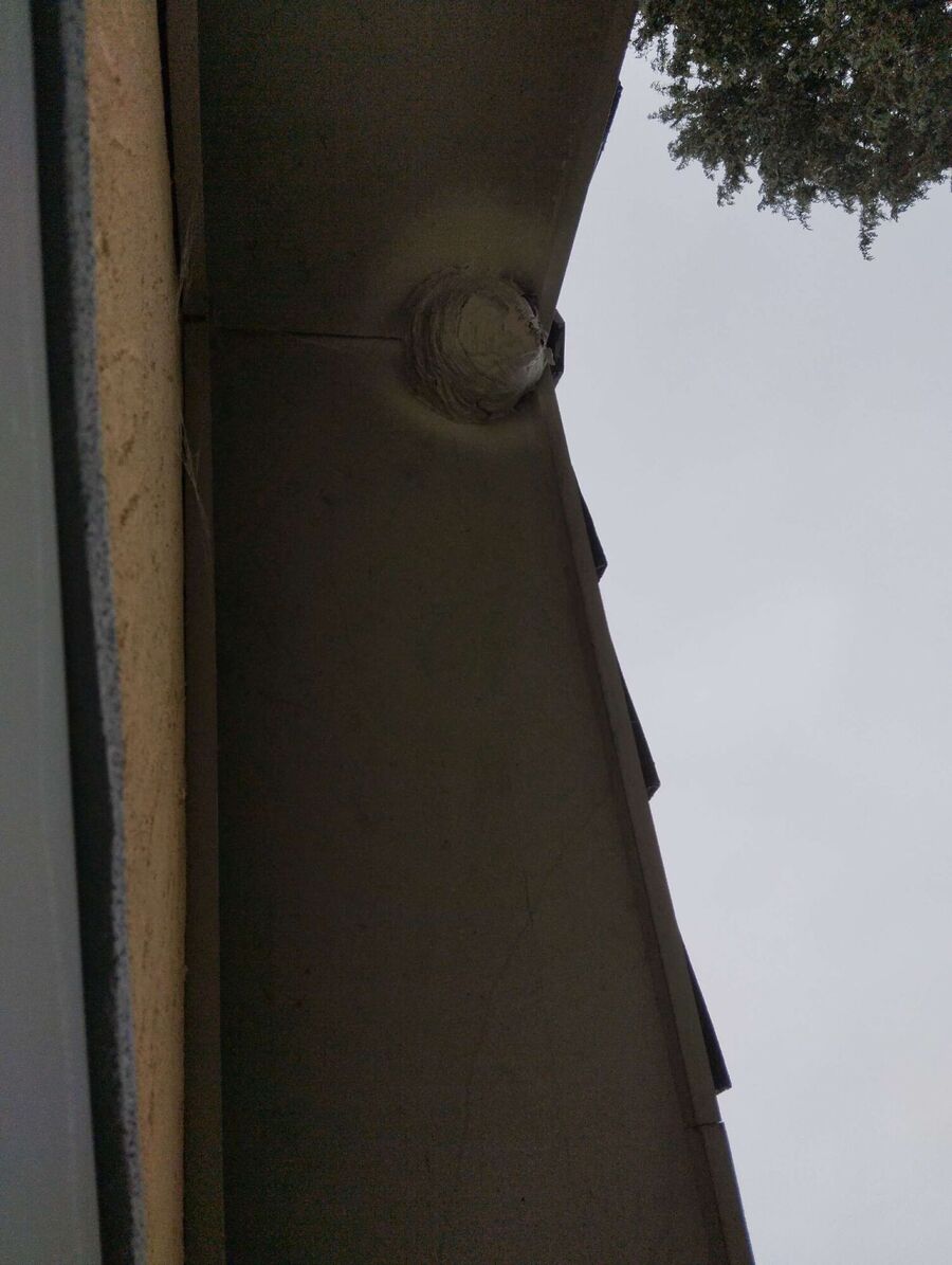  Bienennest entfernen